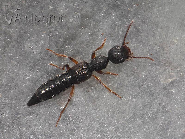 Rugilus subtilis