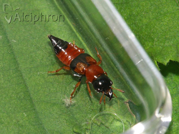 Oxyporus rufus