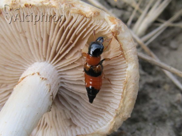 Oxyporus rufus