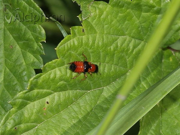 Oxyporus rufus