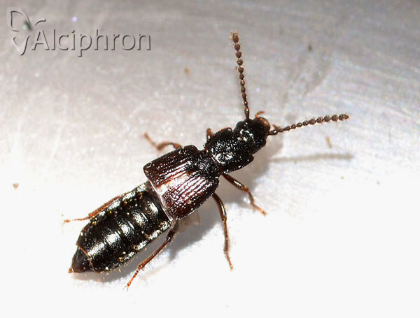 Coprophilus striatulus
