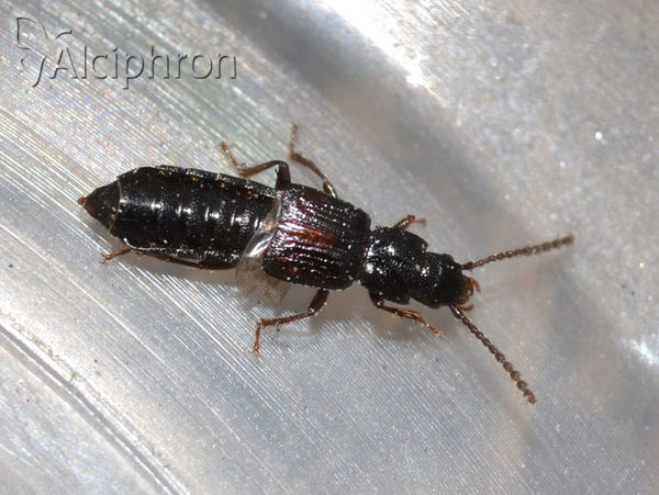 Coprophilus striatulus
