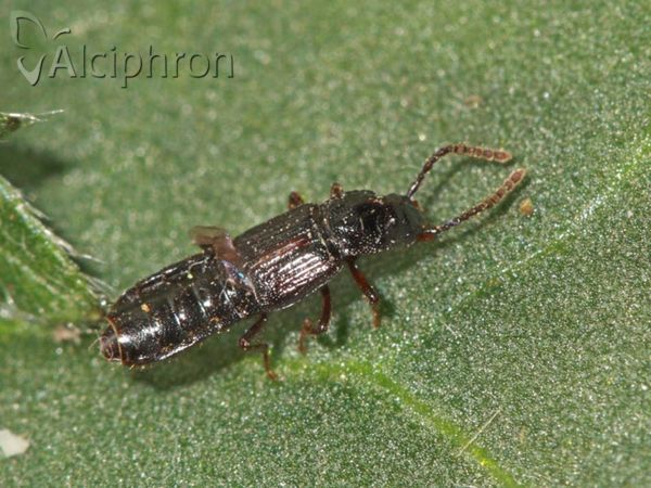 Coprophilus striatulus