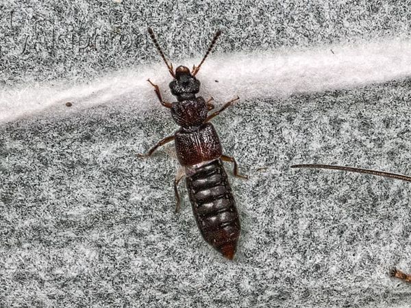 Coprophilus striatulus