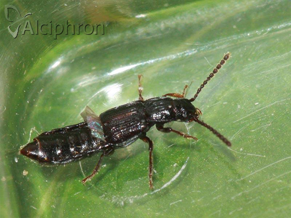 Coprophilus striatulus