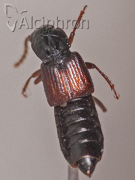 Coprophilus striatulus