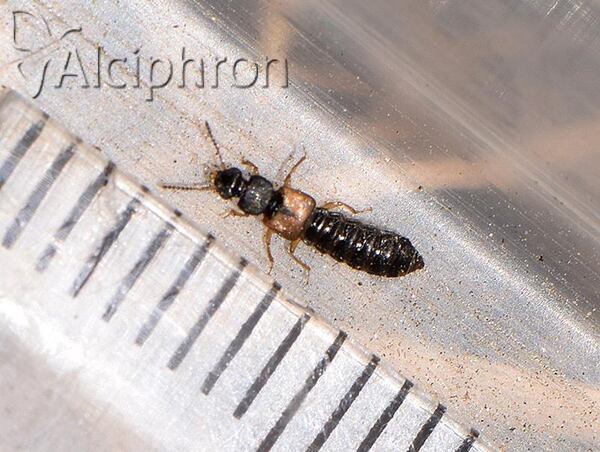 Oxytelus piceus