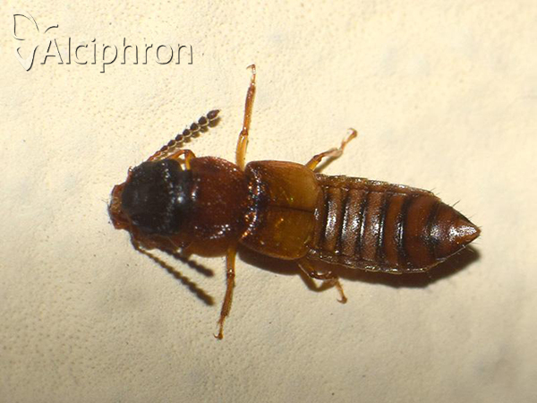 Anotylus insecatus