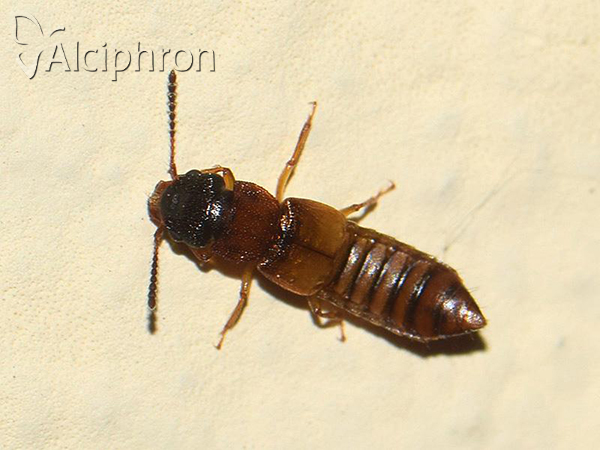 Anotylus insecatus