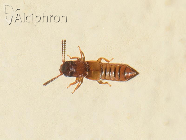 Anotylus insecatus