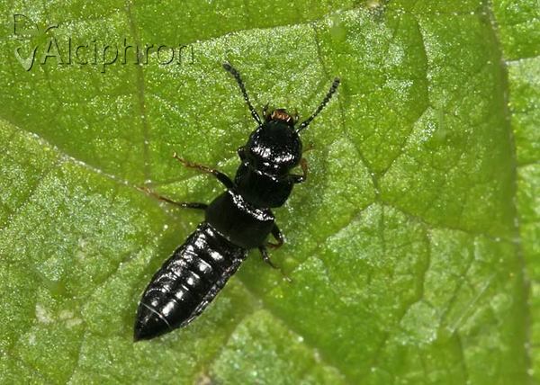Anotylus inustus