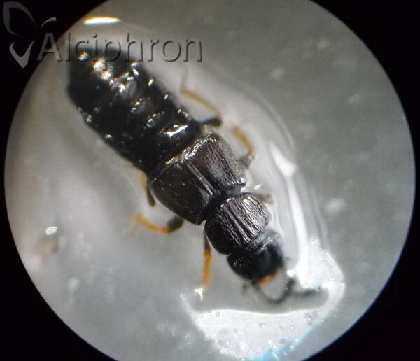 Anotylus inustus