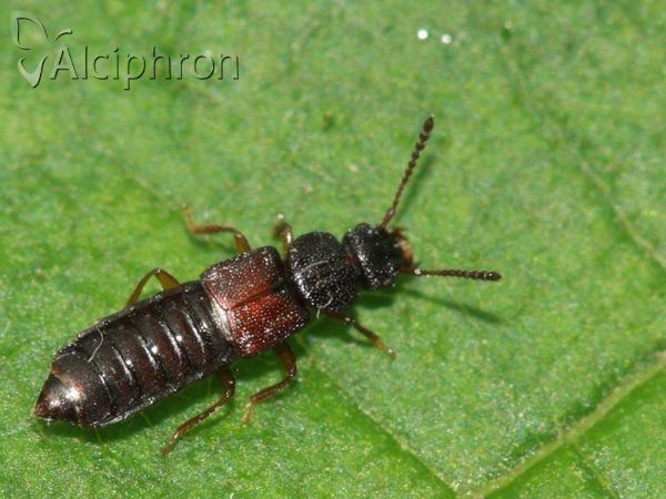 Anotylus rugosus