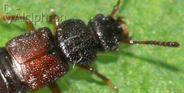 Anotylus rugosus