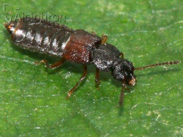 Anotylus rugosus