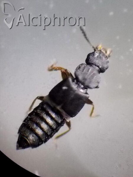 Anotylus tetracarinatus