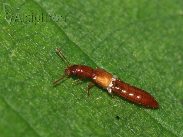 Manda mandibularis