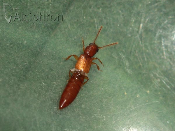 Manda mandibularis