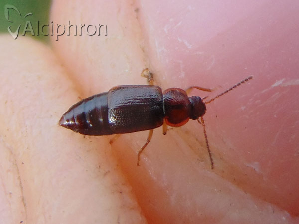 Phyllodrepoidea crenata