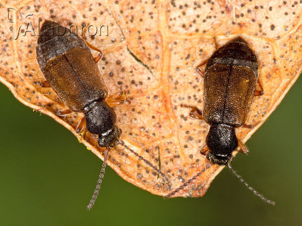 Lesteva longoelytrata
