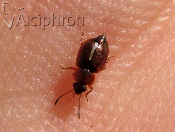Anthobium atrocephalum