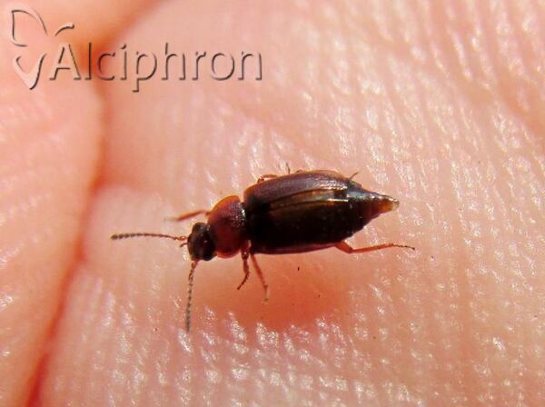 Anthobium atrocephalum