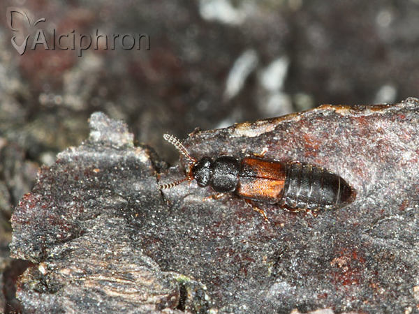 Phloeostiba plana