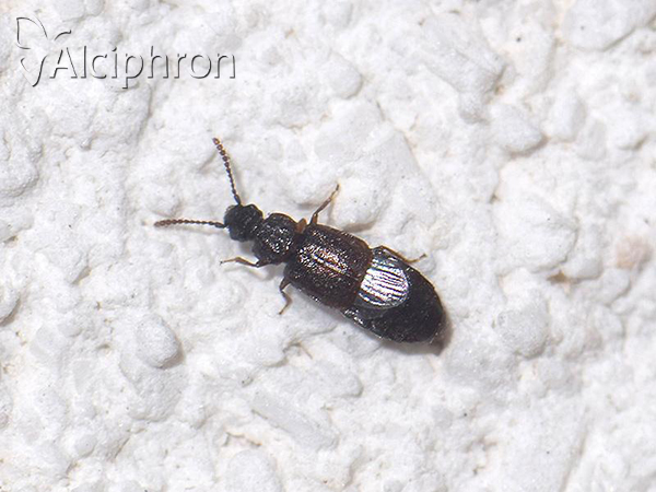 Omalium caesum