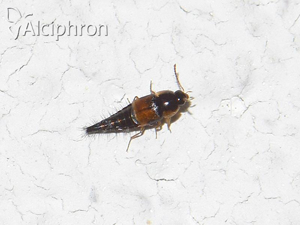 Tachyporus hypnorum