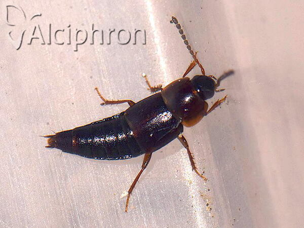 Tachinus corticinus