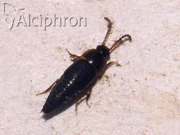 Tachinus corticinus