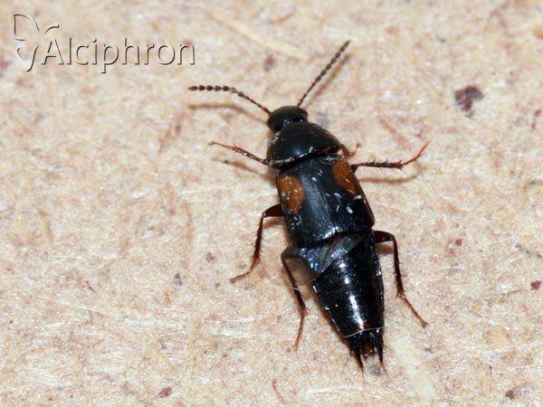 Tachinus subterraneus