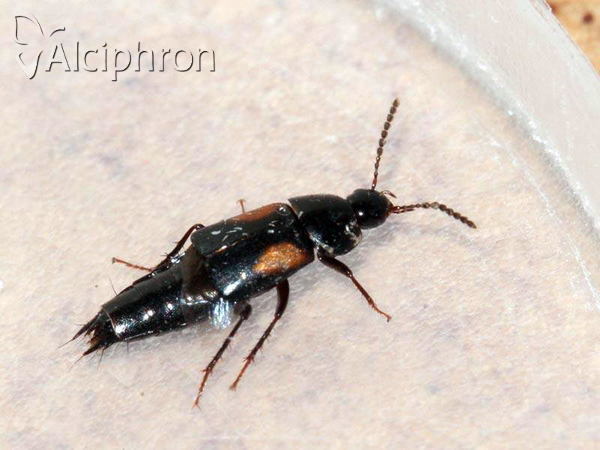 Tachinus subterraneus
