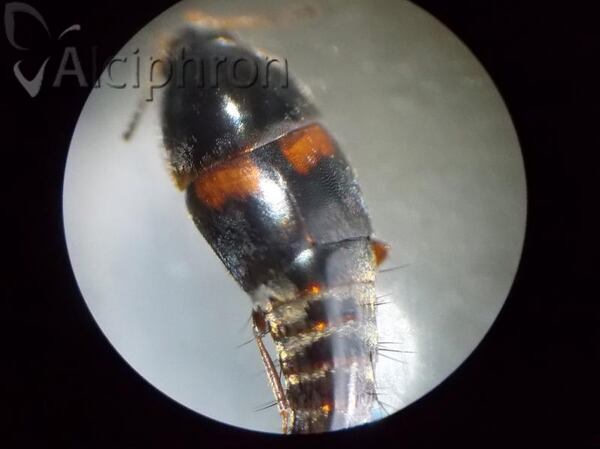 Sepedophilus bipustulatus