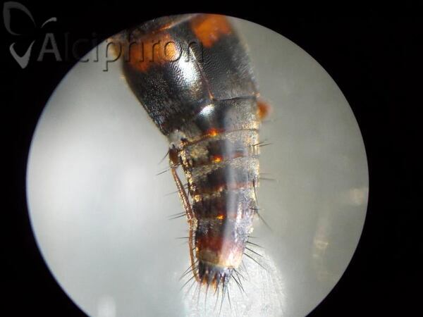 Sepedophilus bipustulatus