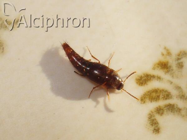 Sepedophilus testaceus