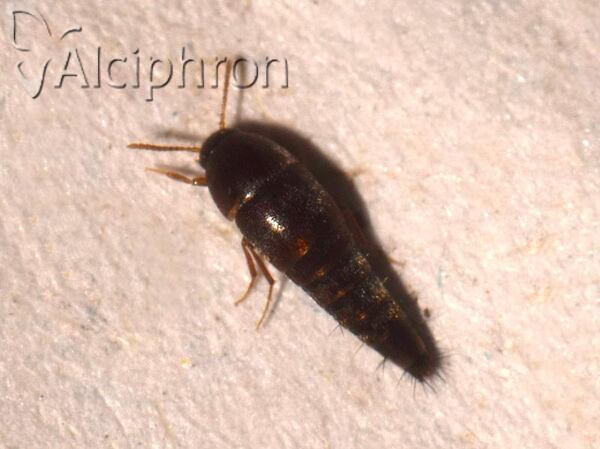 Sepedophilus testaceus