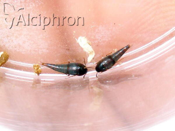 Sepedophilus testaceus