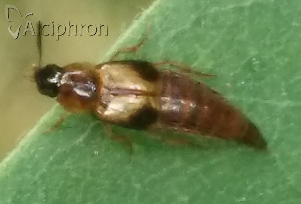 Lordithon lunulatus
