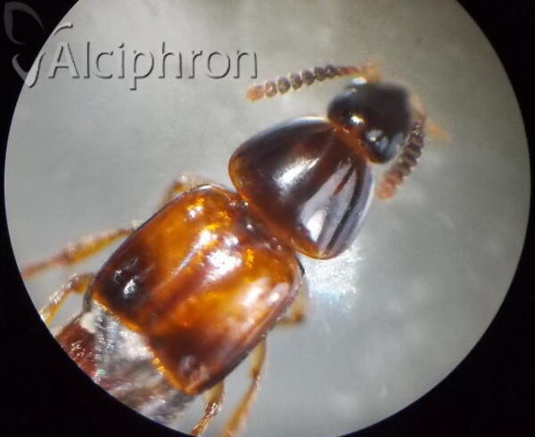 Carphacis striatus