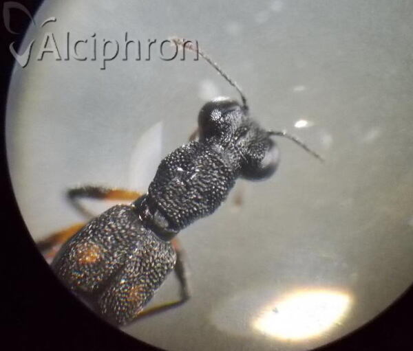 Stenus bimaculatus