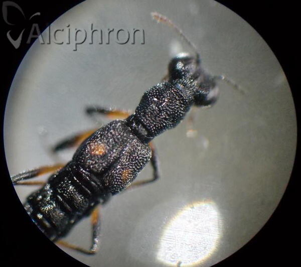 Stenus bimaculatus