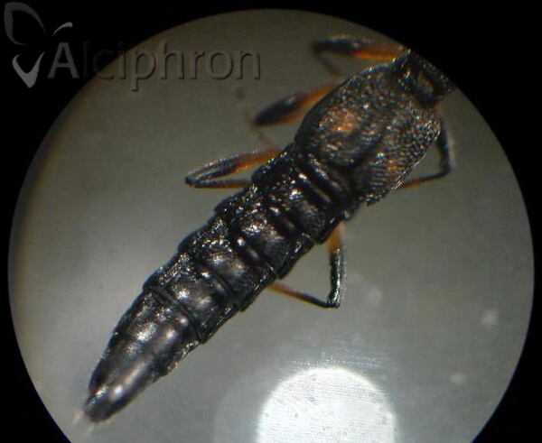 Stenus bimaculatus