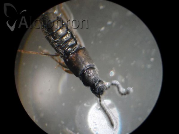 Atheta laevana
