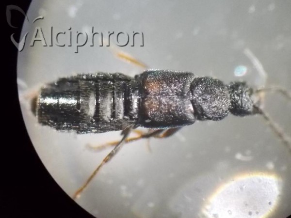Atheta laevana