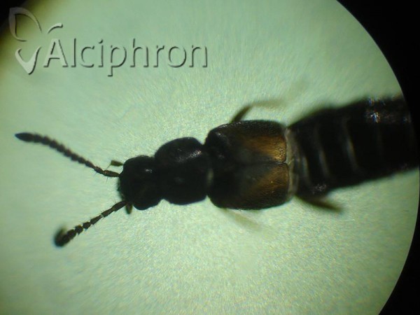 Atheta triangulum