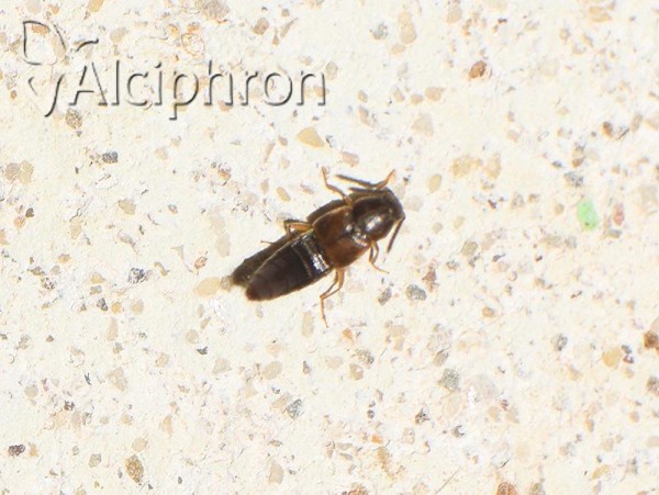 Oxypoda acuminata