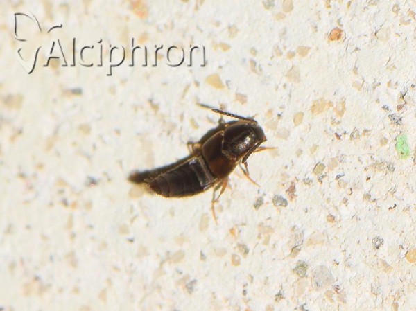 Oxypoda acuminata