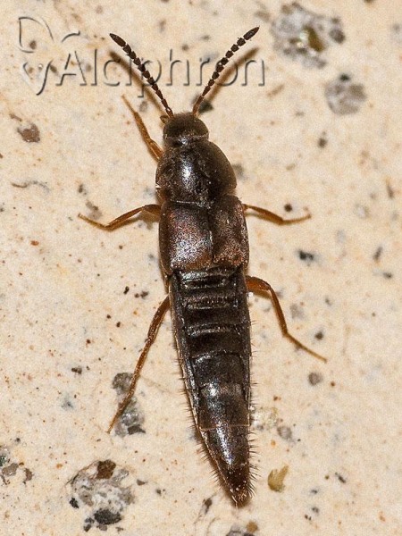 Oxypoda opaca