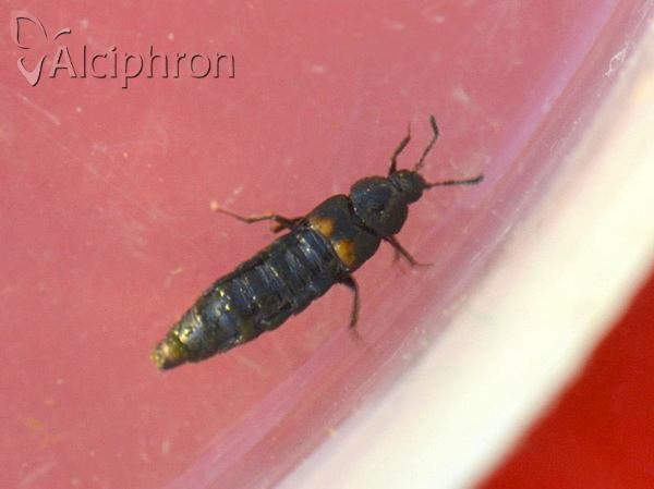 Aleochara tristis